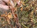 Notice the prolific amount of thorns protruding from the stem. In-season these will be either green or red. This is the biggest symptom of the rose rosette virus. Gene Fox