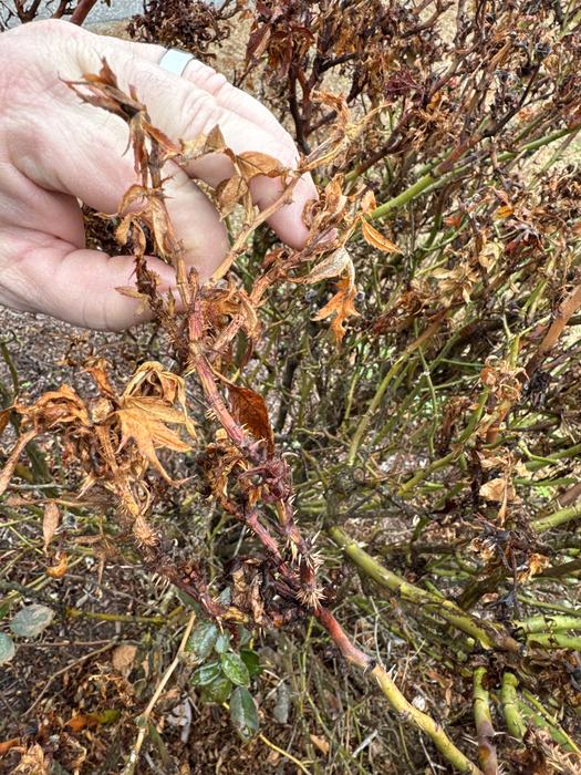 Notice the prolific amount of thorns protruding from the stem. In-season these will be either green or red. This is the biggest symptom of the rose rosette virus. Gene Fox