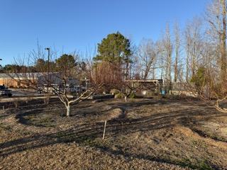 These peach trees are ready to prune!Picture taken from the Beaufort County Extension Teaching Garden