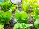 Young lettuce in the garden