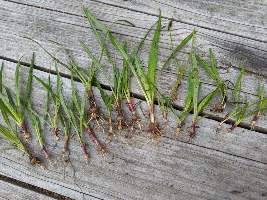 Liatris seedlings