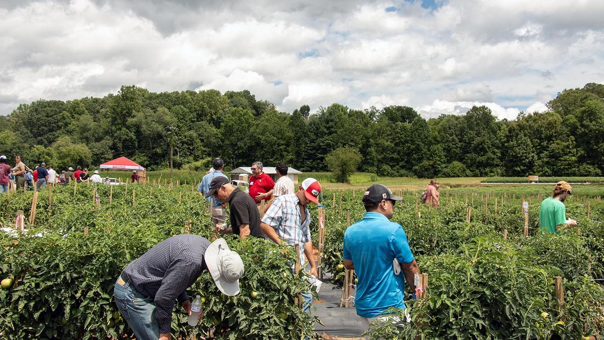NC State Extension Mountain Horticulture Crops Research and Extension Center (MHCREC) research station helps growers in the North Carolina mountains