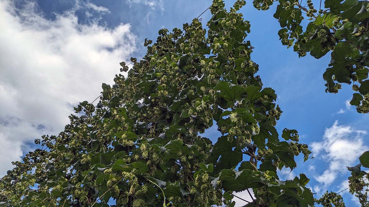 NC State Extension Mountain Horticulture Crops Research and Extension Center (MHCREC) research station helps growers in the North Carolina mountains