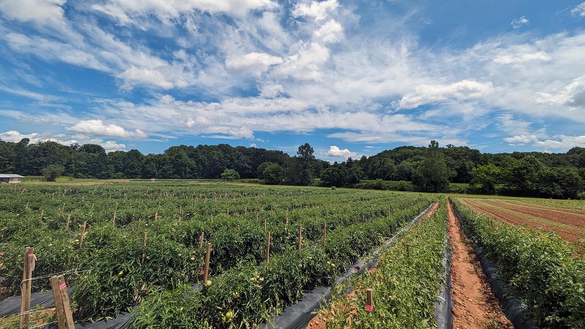 NC State Extension Mountain Horticulture Crops Research and Extension Center (MHCREC) research station helps growers in the North Carolina mountains
