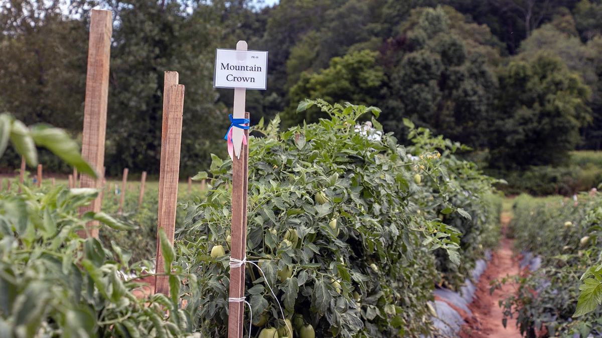 NC State Extension Mountain Horticulture Crops Research and Extension Center (MHCREC) research station helps growers in the North Carolina mountains