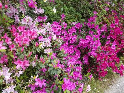 Mass of azaleas - Photo by Amanda Wilkins