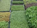 Trays of assorted green seedlings and microgreens arranged in a grid