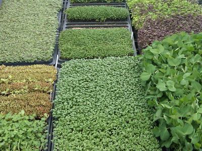 Trays of assorted green seedlings and microgreens arranged in a grid