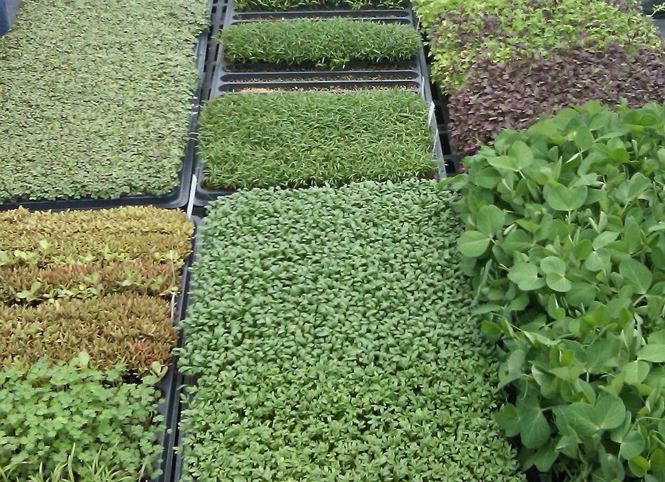 Various Microgreens in black flatpacks. 