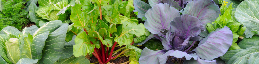 A variety of vegetables growing in a garden.