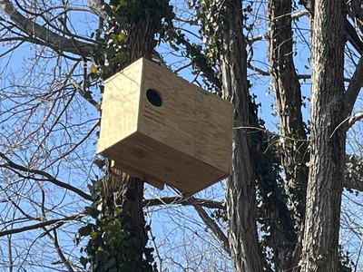 Owl Box