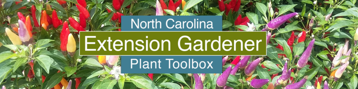 Red and purple peppers