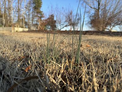 Taken at the Beaufort County Extension Center - The weed in the picture is Wild Garlic (not wild onion). Pre-emergent herbicides will not work on this weed, use a post-emergent such as those with the active ingredients metsulfuron, 2, 4-D, or metsulfuron+