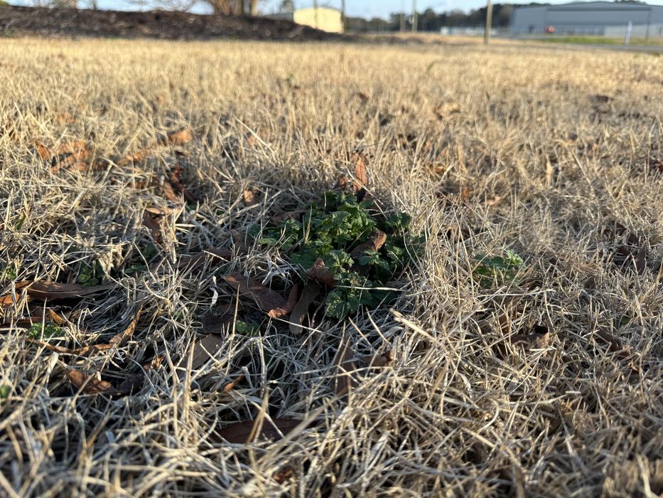 Taken at the Beaufort County Extension Center - The weed in the picture is Henbit. This is the weed that you see in the farm fields this time of year that causes them to have a purple hue. This is a winter annual weed that can be prevented with a pre-emergent application of herbicide that is safe for your turf, applied in mid-September through mid-October.