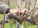 Hands pruning a dormant grapevine using pruning shears