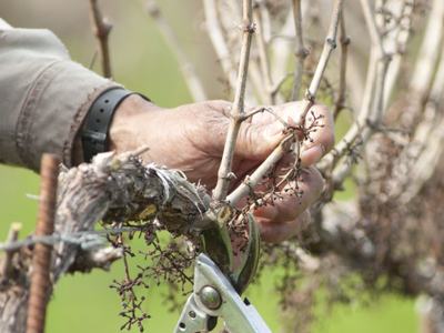 Hands pruning a dormant grapevine using pruning shears