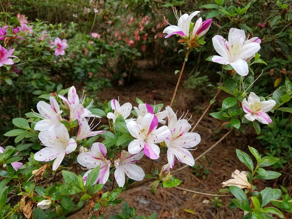 Satsuki Azalea with long shoots - photo by Amanda Wilkins