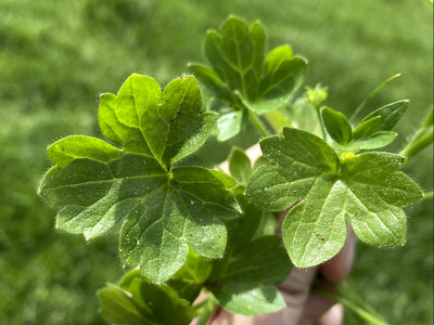 Hand holding green, deeply lobed leaves against blurred grass background