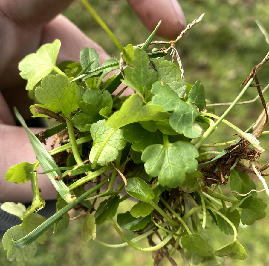Buttercup with visible roots.