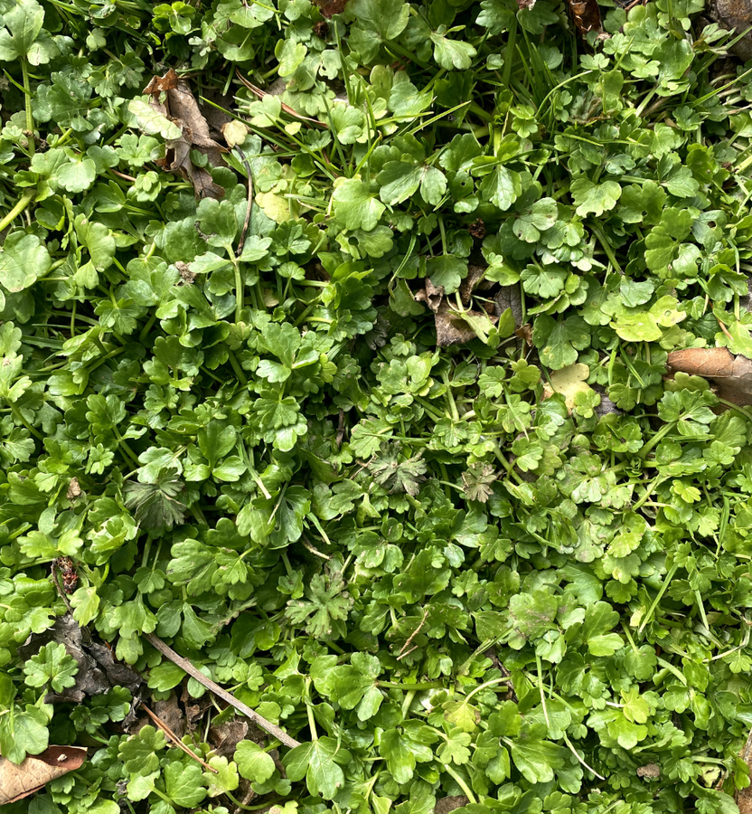 A mass of Buttercup running along the ground.