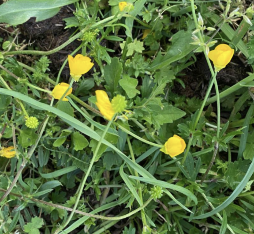 Small yellow flowers in green weeds.