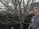 Pruning larger tree limbs