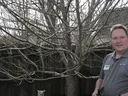 Pruning larger tree limbs