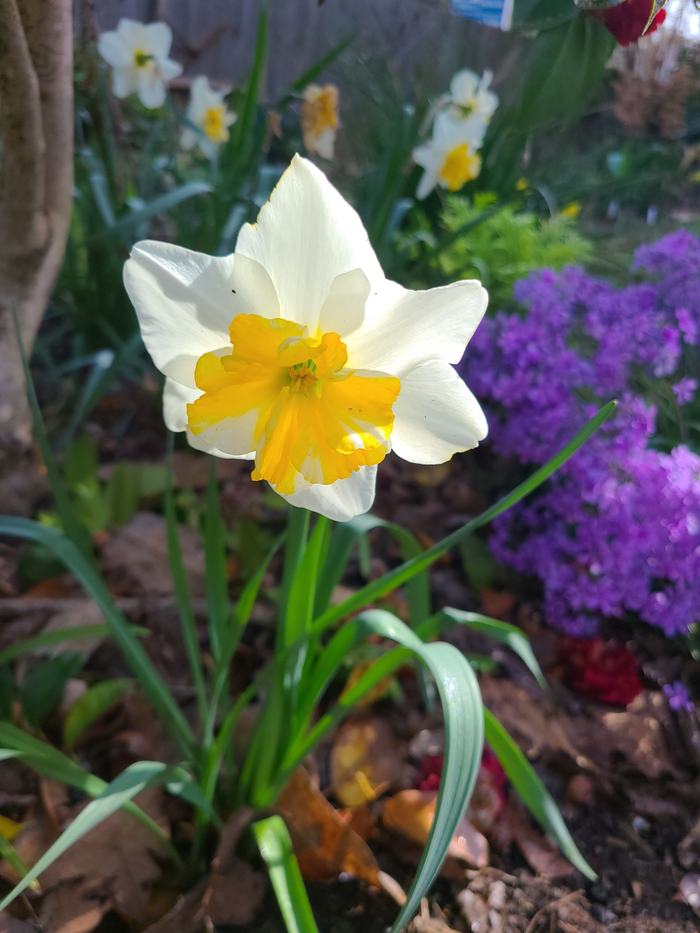 Single Daffodli - photo by Amanda Wilkins