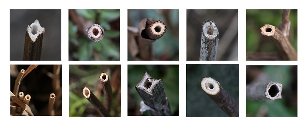 plants with hollow stems