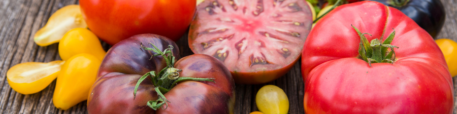 Red, purple, and yellow tomato fruits.