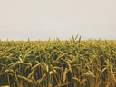 Overlooking a field of wheat on an overcast day