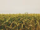 Overlooking a field of wheat on an overcast day