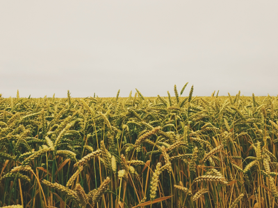 Overlooking a field of wheat on an overcast day