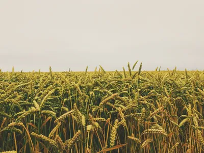 Overlooking a field of wheat on an overcast day