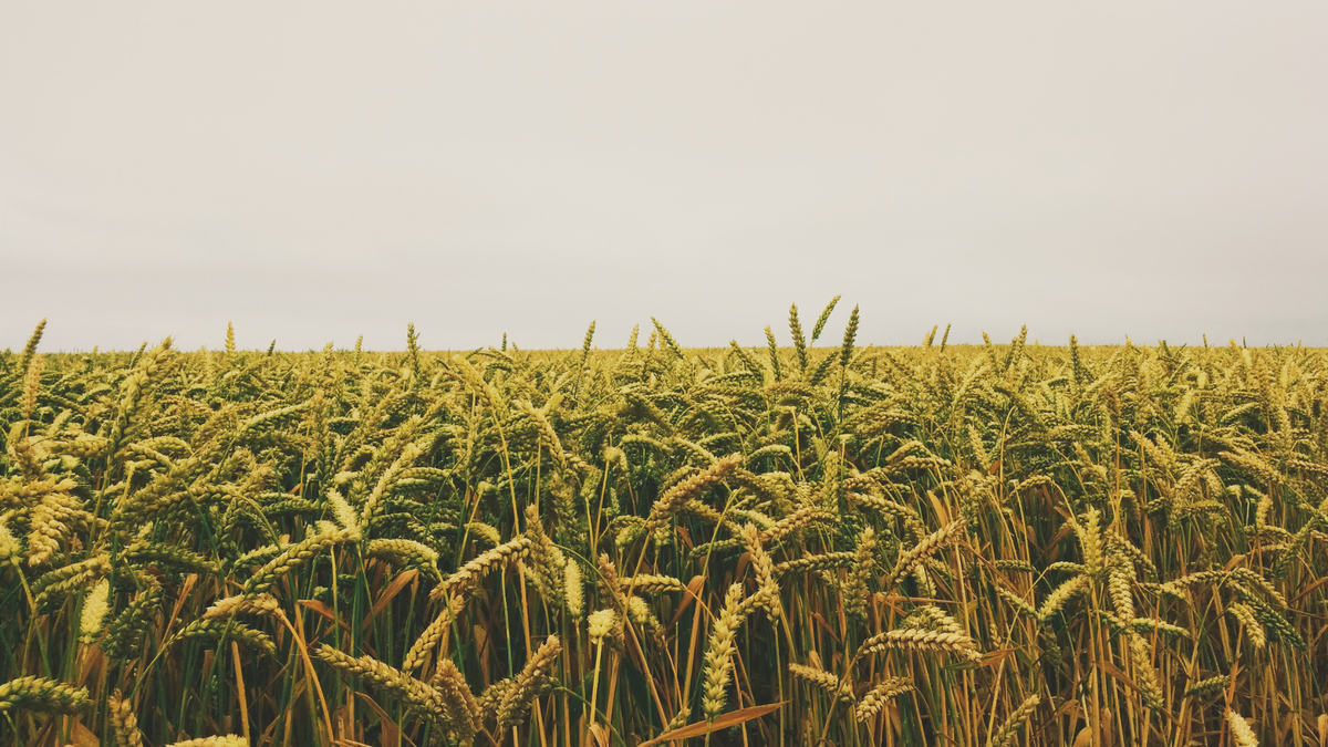 Overlooking a field of wheat on an overcast day