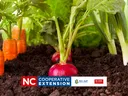 growing vegetables