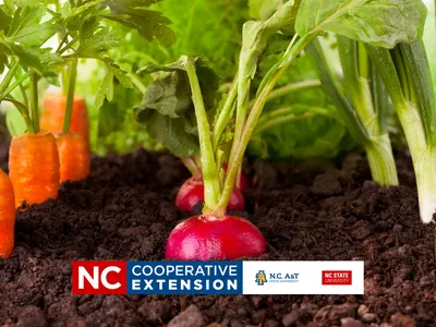 growing vegetables