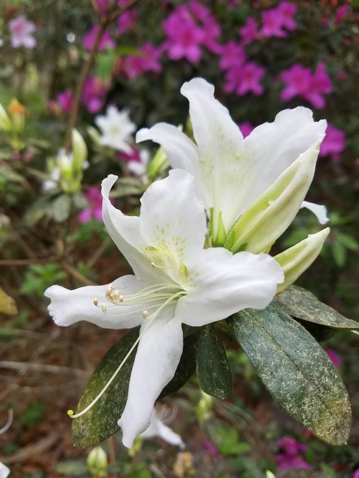 White Azalea - Photo by Amanda Wilkins