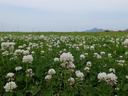 white clover