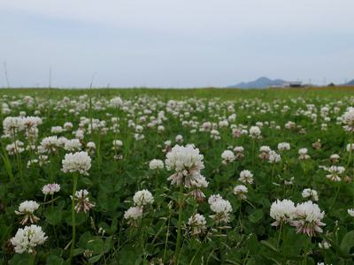 white clover