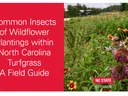 Common Insects of Wildflower Plantings in North Carolina Turfgrass: A Field Guide; NC State Extension