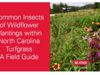 Common Insects of Wildflower Plantings in North Carolina Turfgrass: A Field Guide; NC State Extension