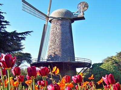 Historic windmill behind a bed of red tulips and orange poppies under blue sky