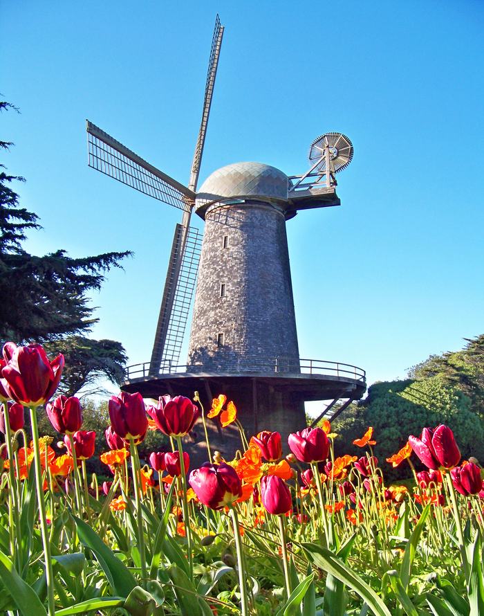 tulip field in front of windmill