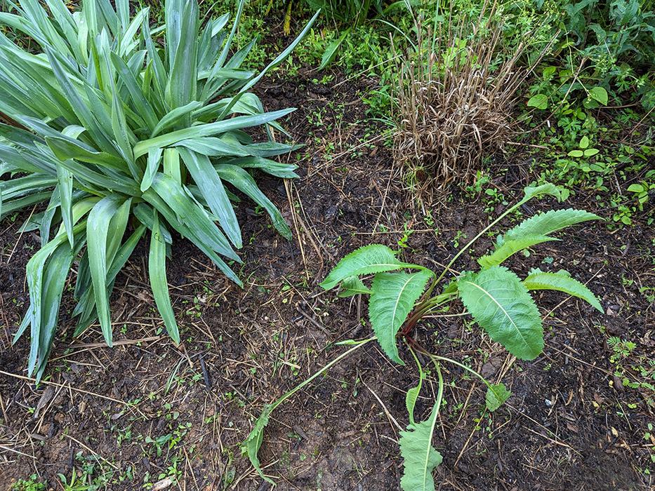 recently weeded area