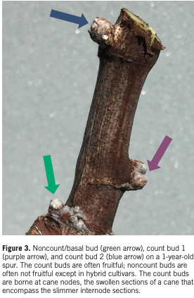 types of grapevine buds