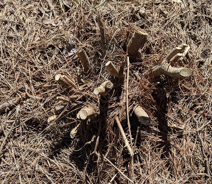 American beautyberry shrub pruned in late March