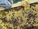 Beehive Frame