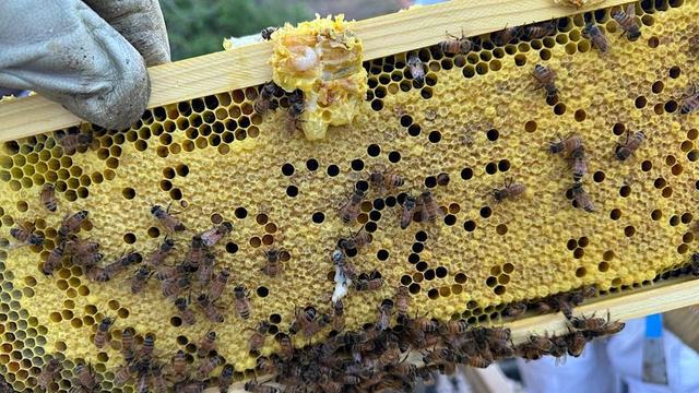 Beehive Frame