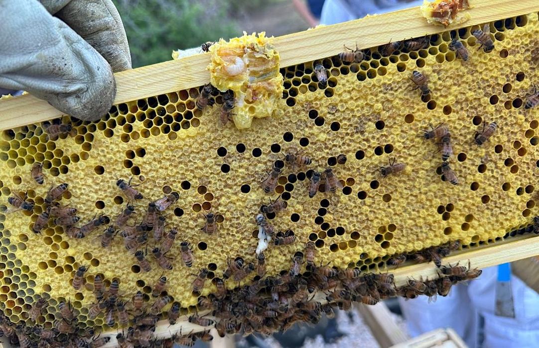 Medium frame with capped brood and worker bees.